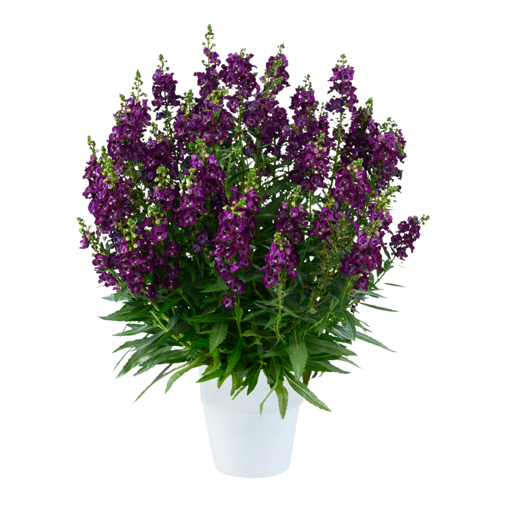 Alonia™ Big Grape