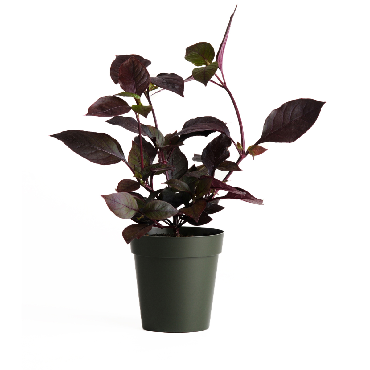 Alternanthera dentata Purple Prince