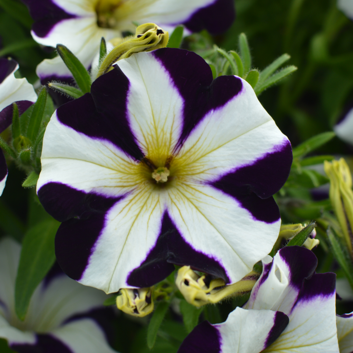 Amore™ Purple