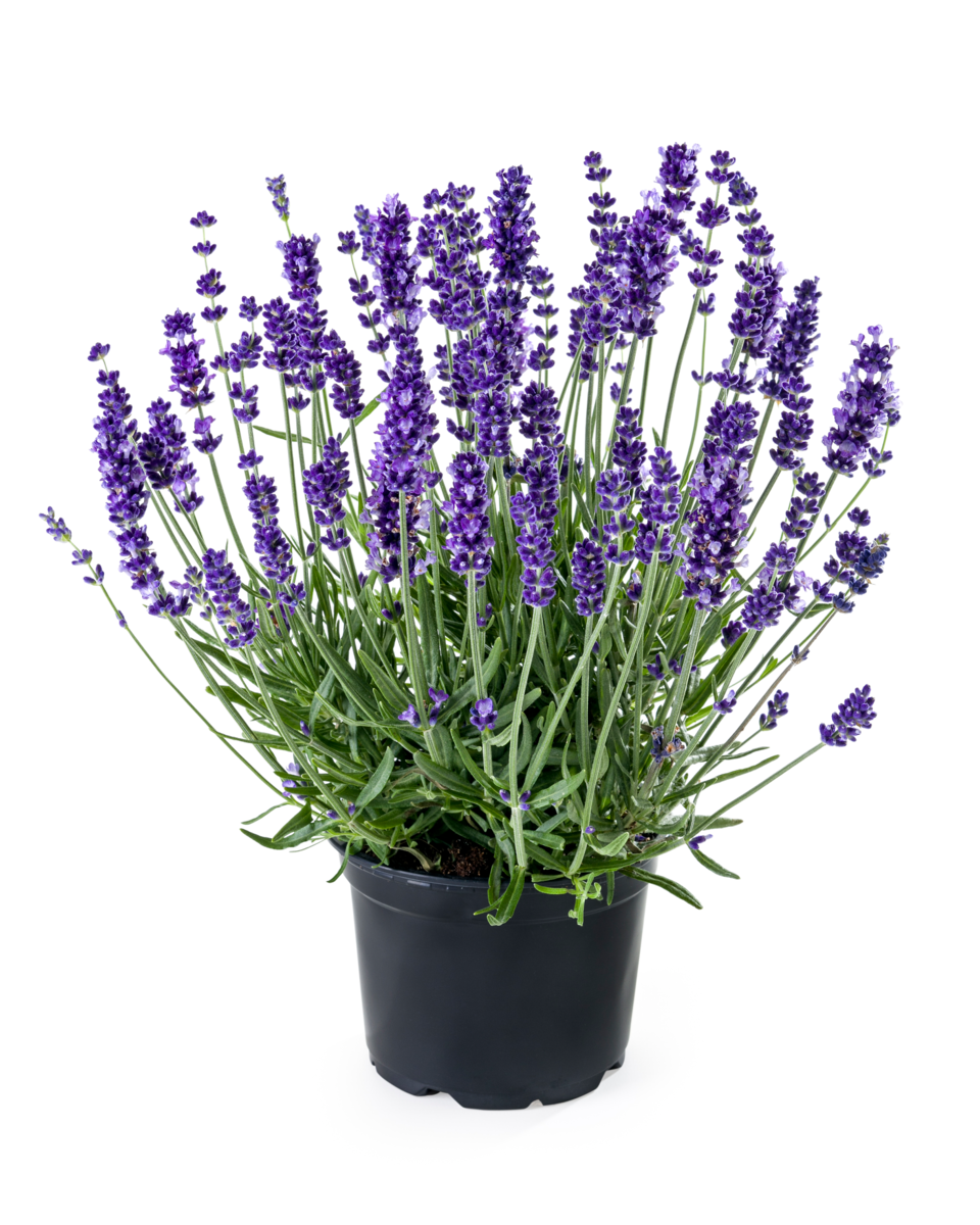 Aromance® Blue Impr.