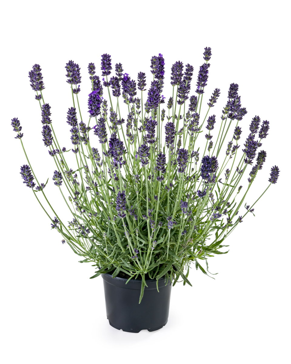 Aromance® Silver Blue