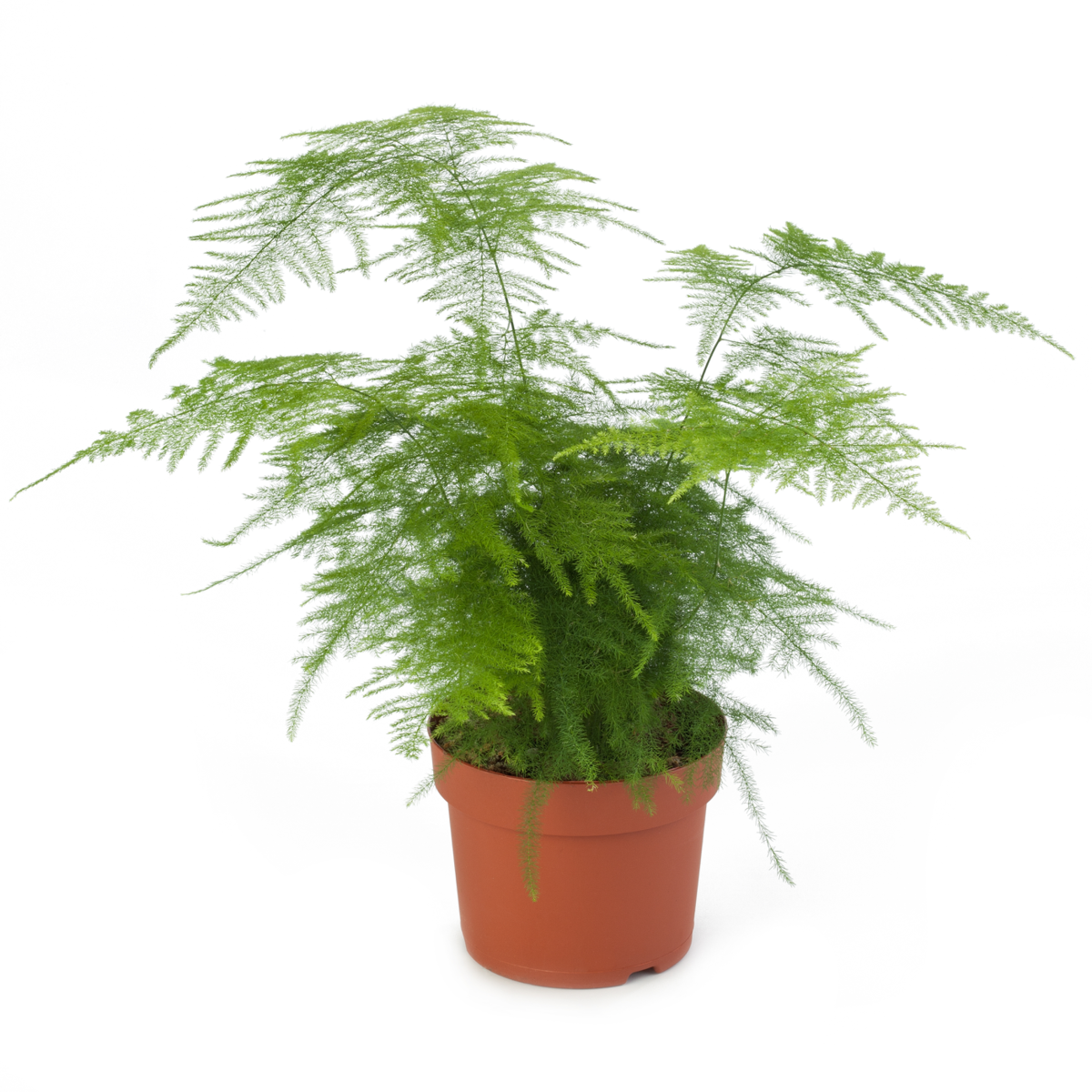 Asparagus densiflorus Plumosus Nanus