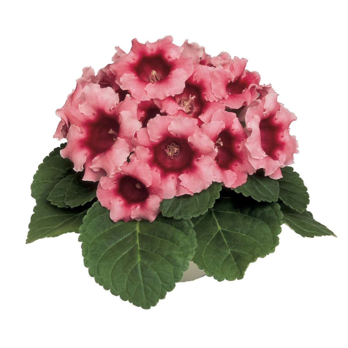 Avanti Peach Rose