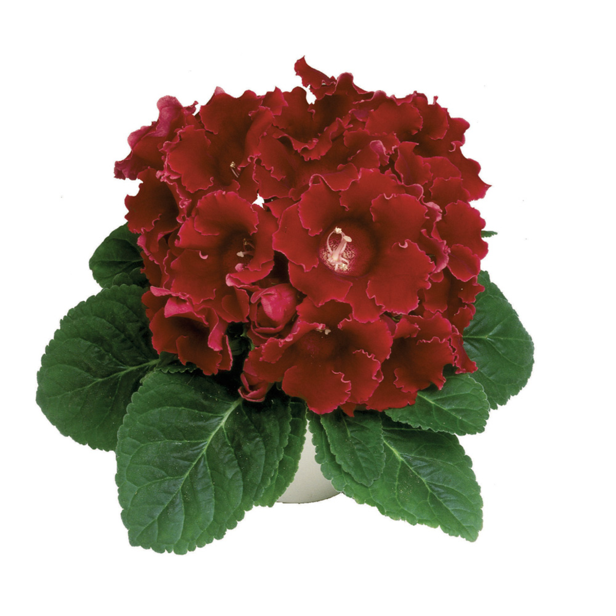 Avanti Scarlet
