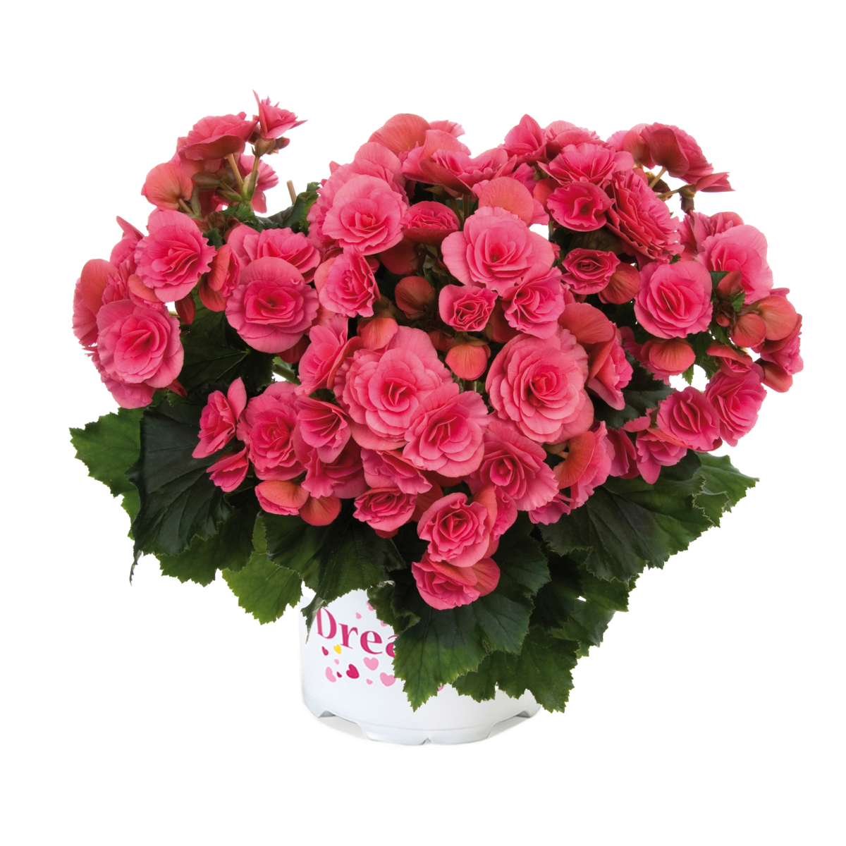 Barkos-Collection Berseba Pink