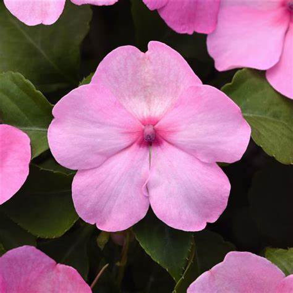 Beacon® Light Pink