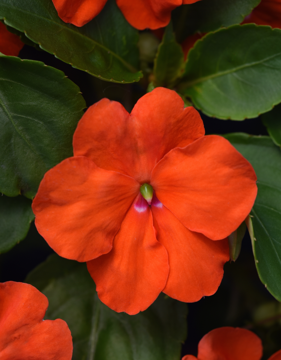 Beacon® Orange