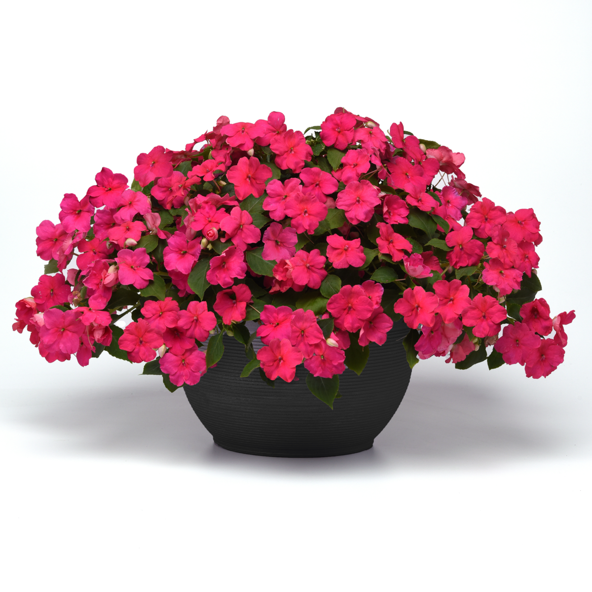 Beacon® Rose