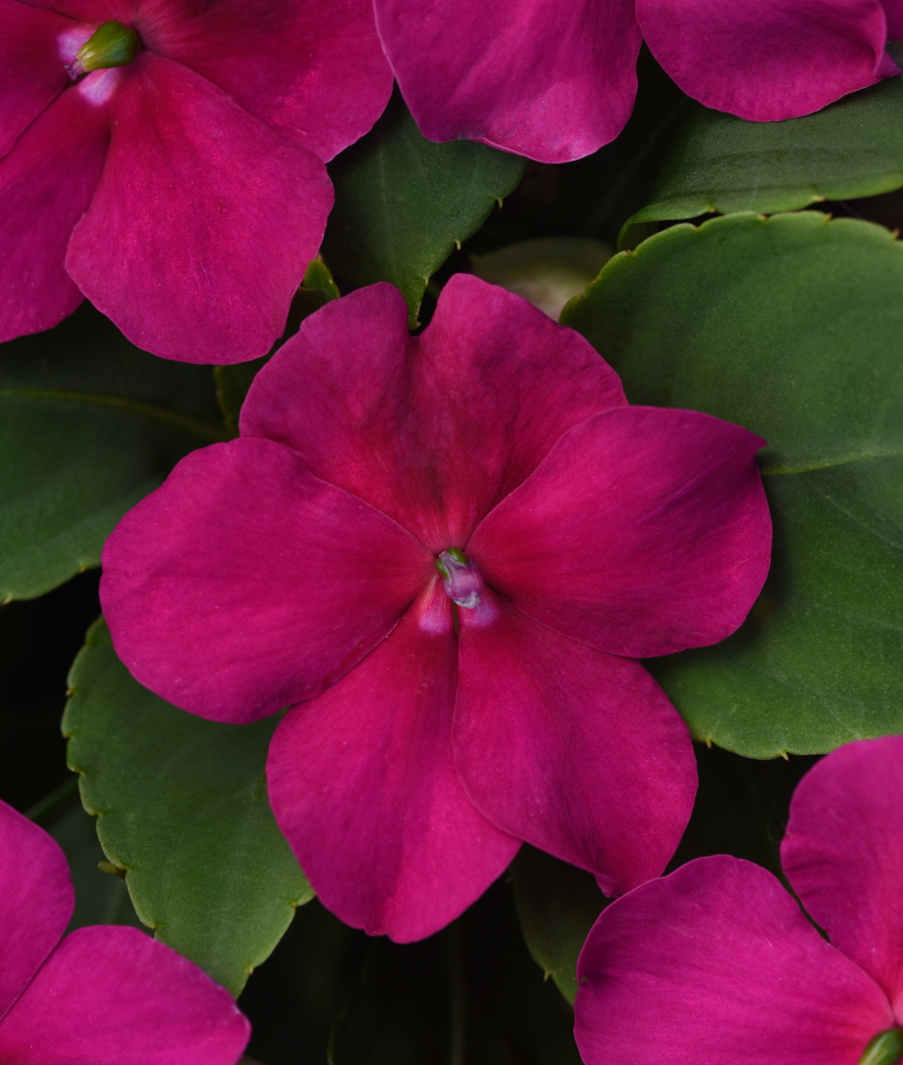 Beacon® Violet Shades
