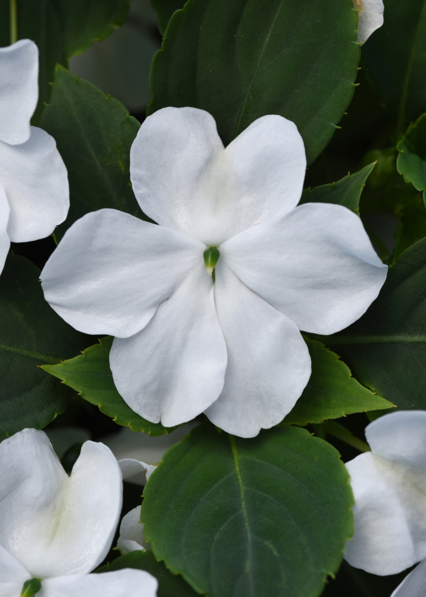 Beacon® White