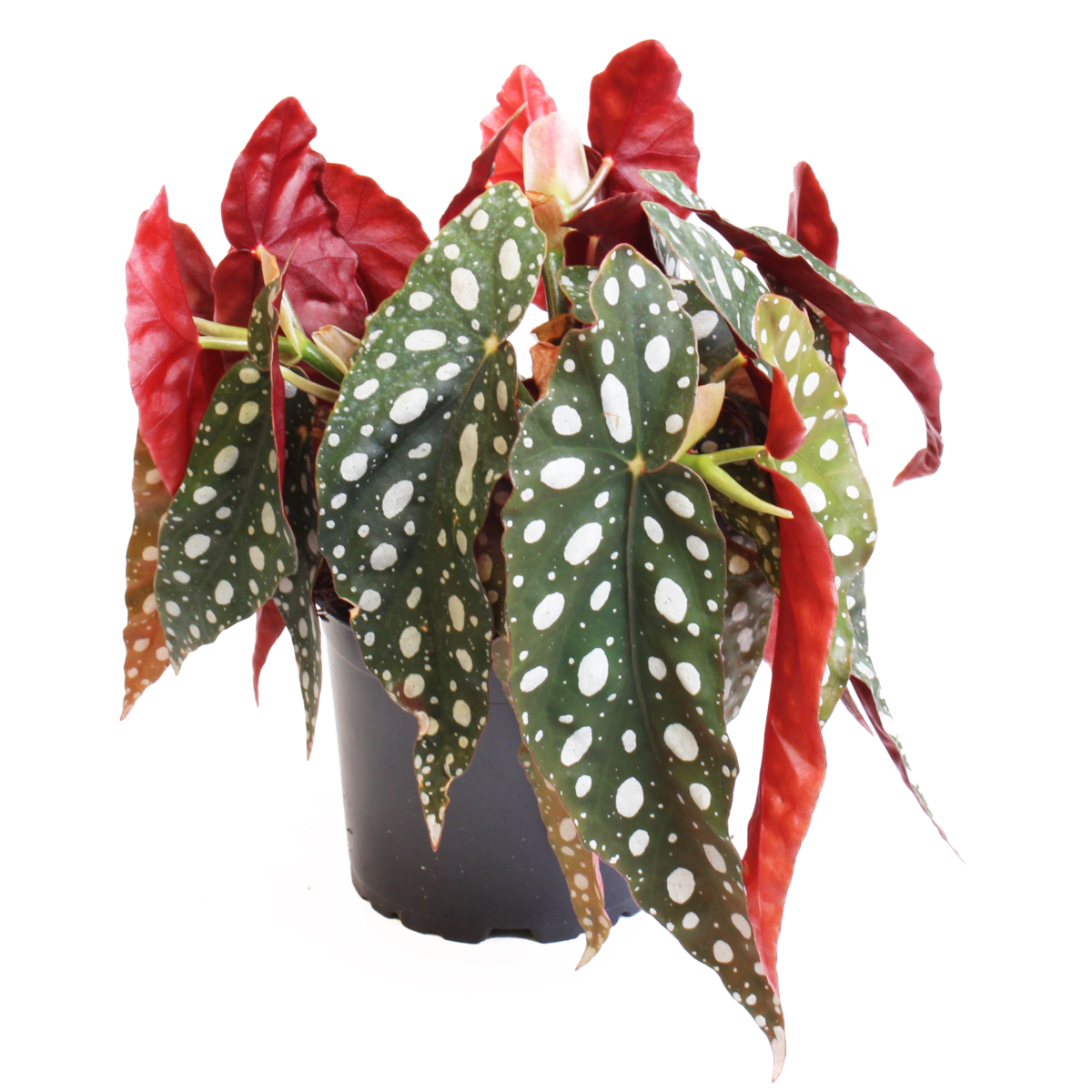 Begonia pseudolubbersii Silver Spot