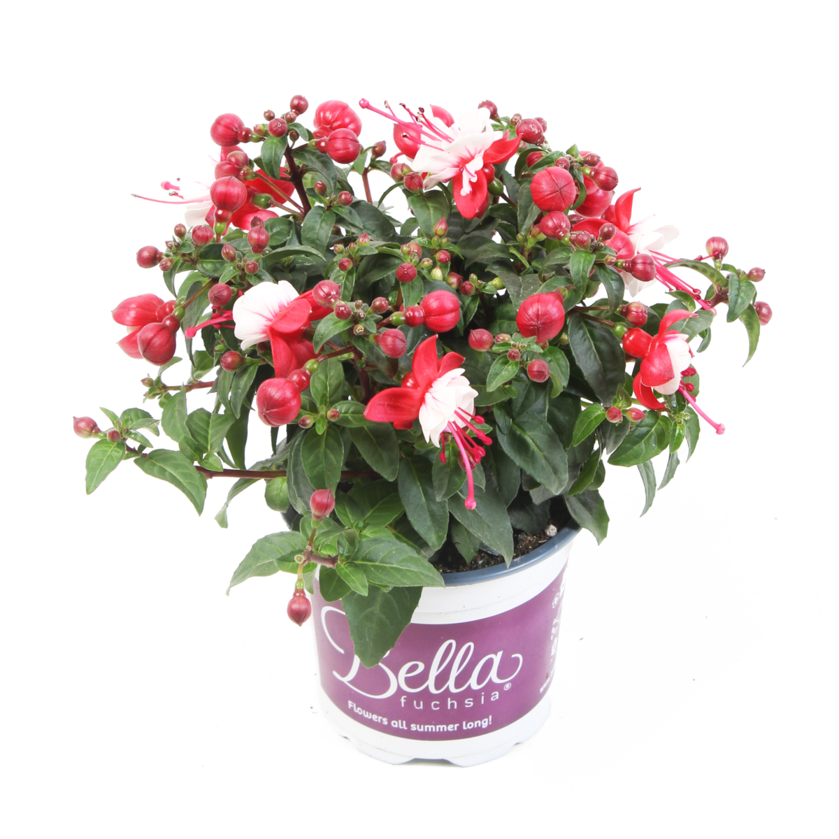Bella Fuchsia® Camilla