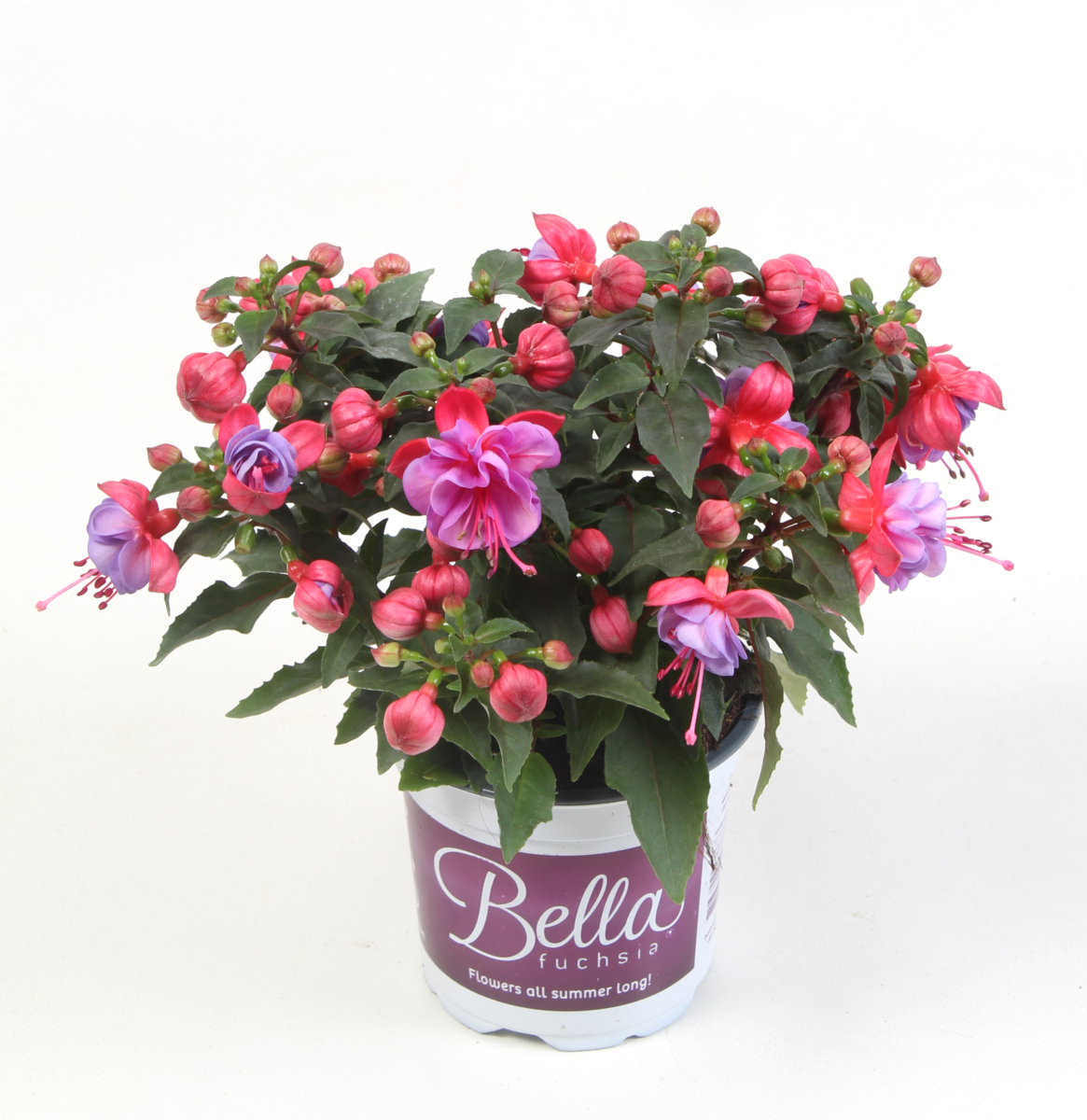 Bella Fuchsia® Ella