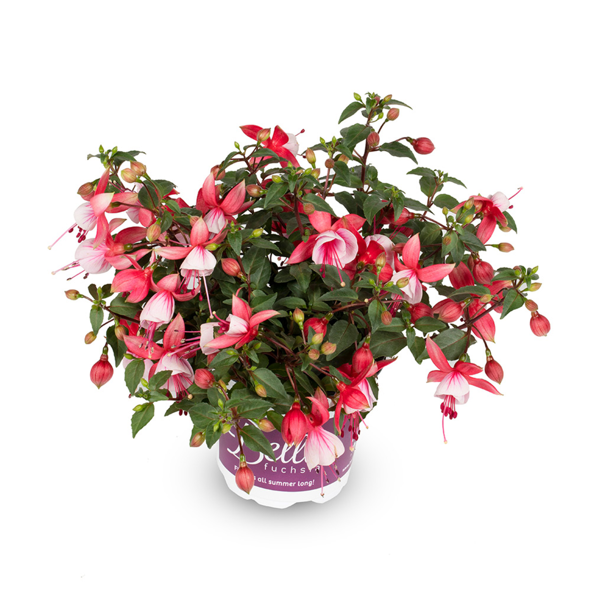 Bella Fuchsia® Hilda