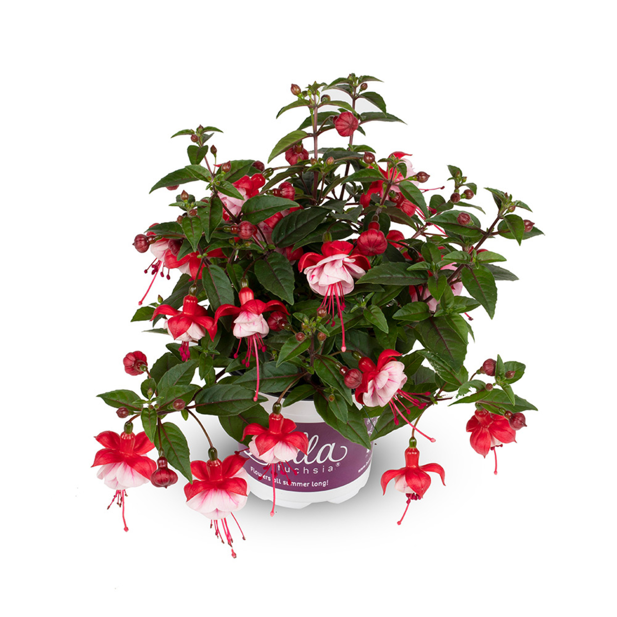 Bella Fuchsia® Laura