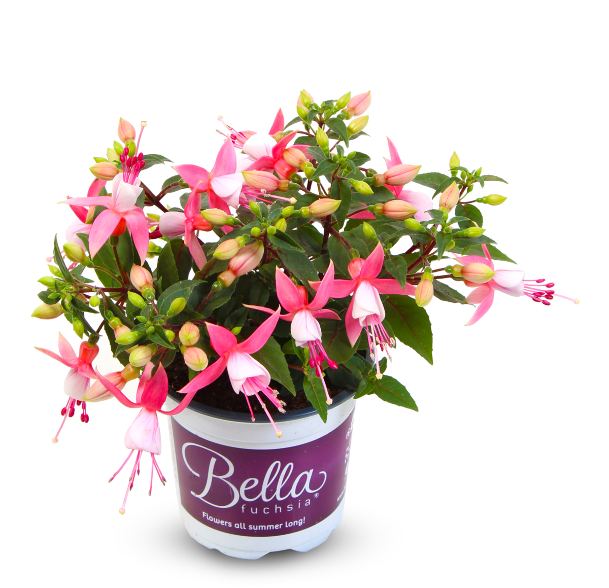 Bella Fuchsia® Lisa