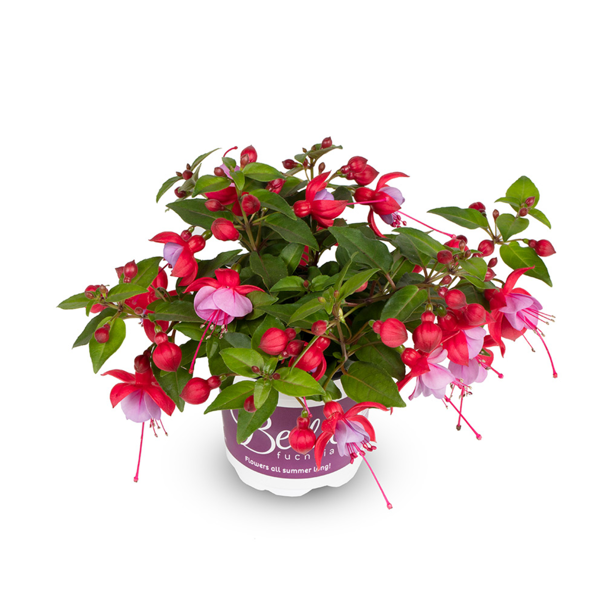Bella Fuchsia® Lydia