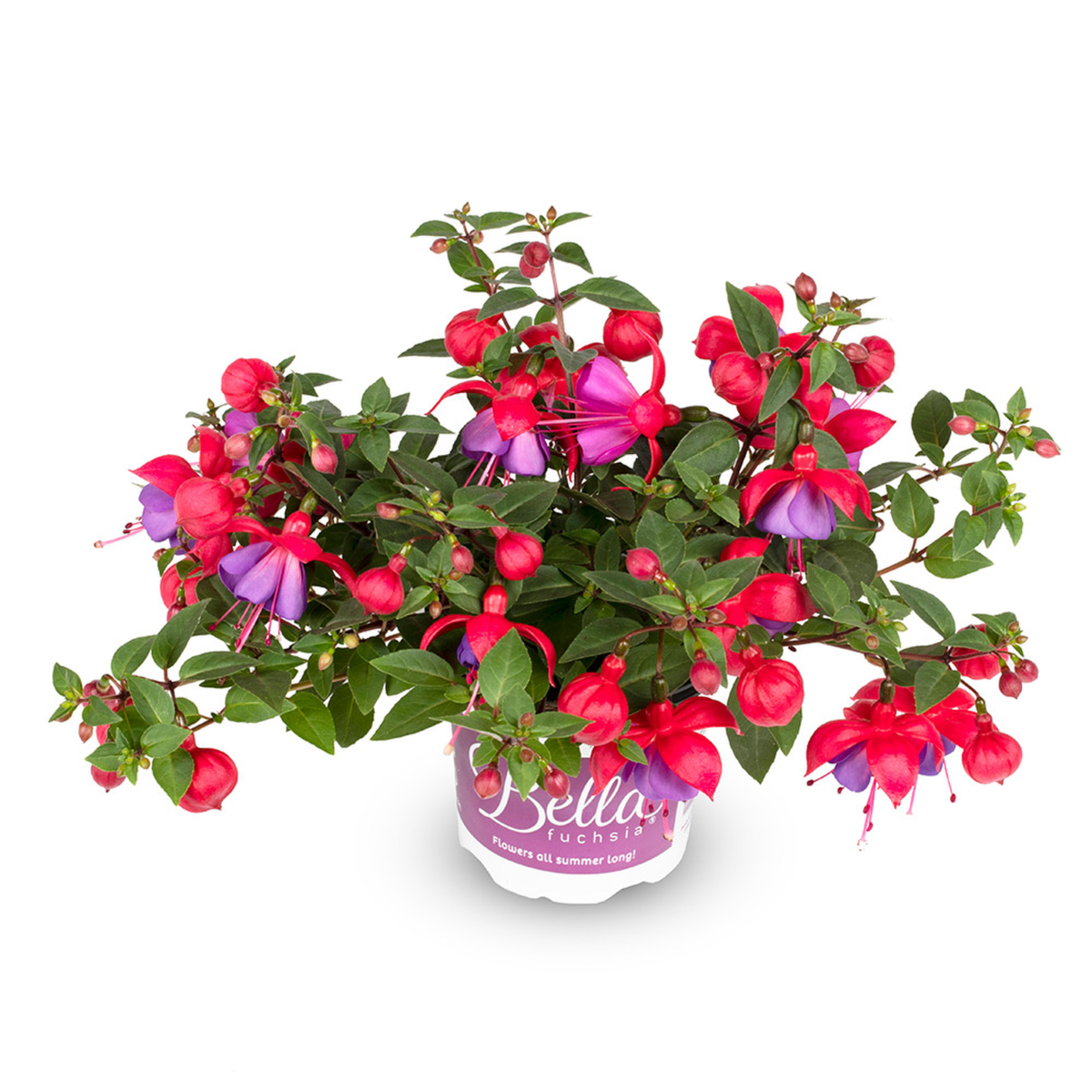 Bella Fuchsia® Maria