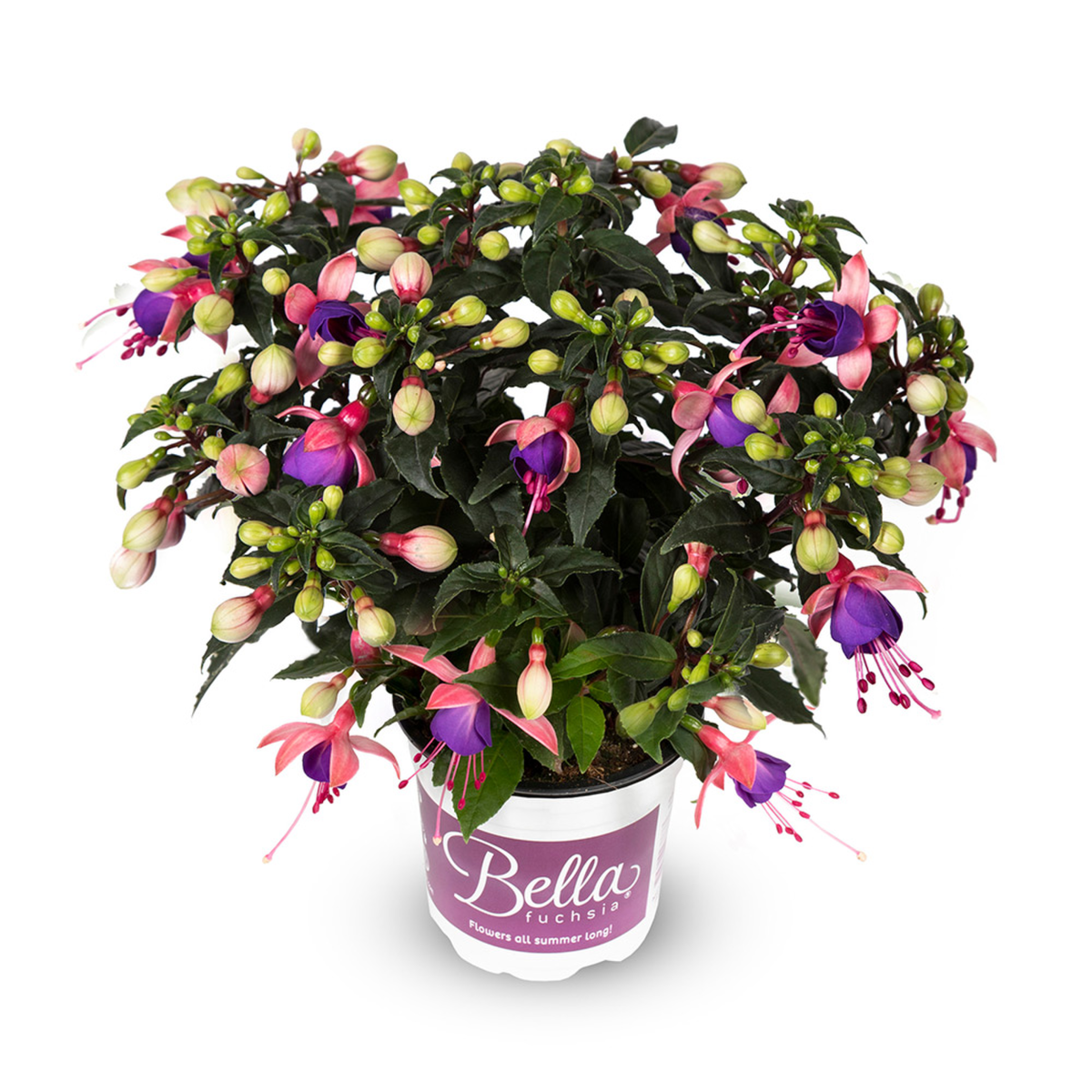 Bella Fuchsia® Mariska