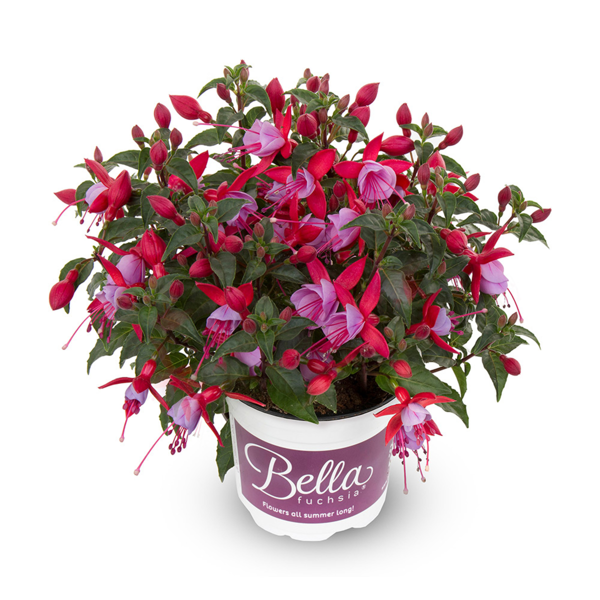 Bella Fuchsia® Nikita