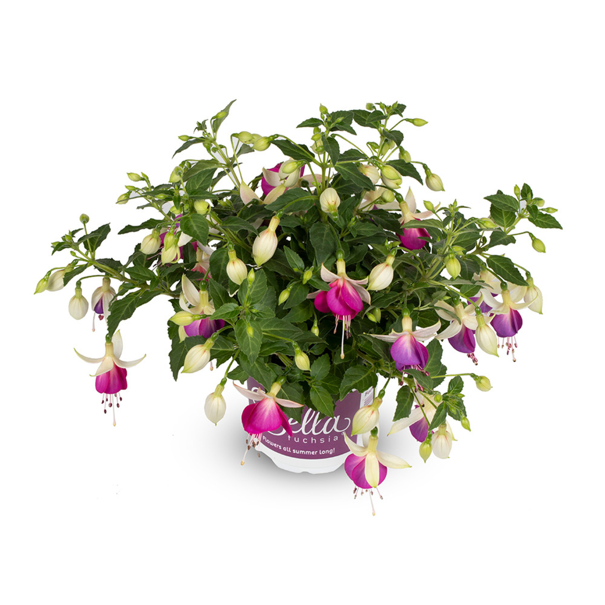 Bella Fuchsia® Nora