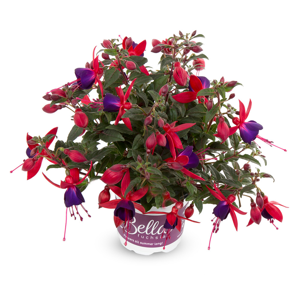 Bella Fuchsia® Sacha