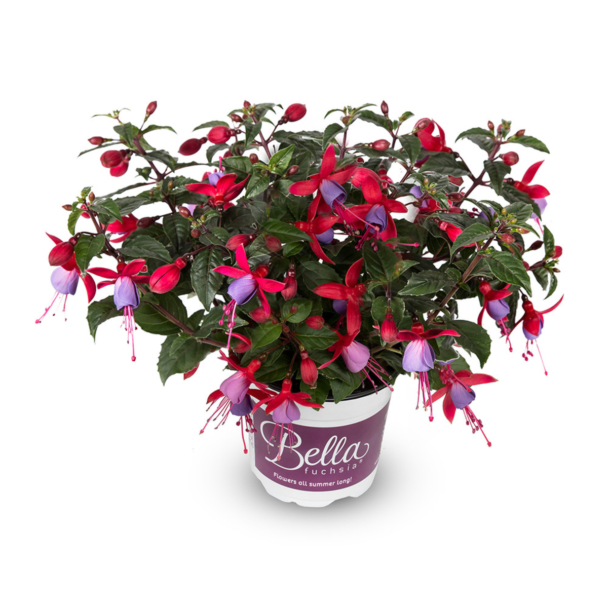 Bella Fuchsia® Sarah