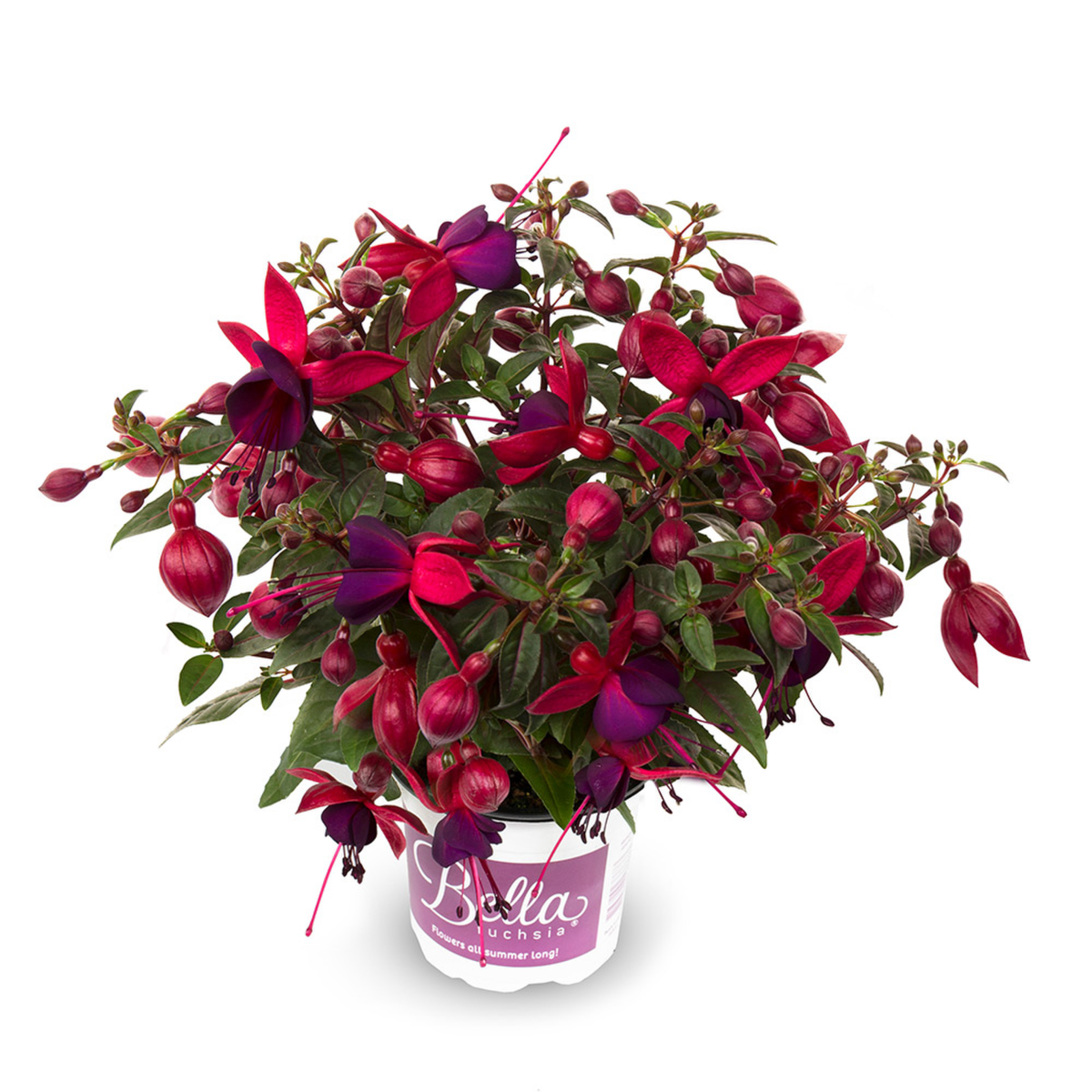 Bella Fuchsia® Soila