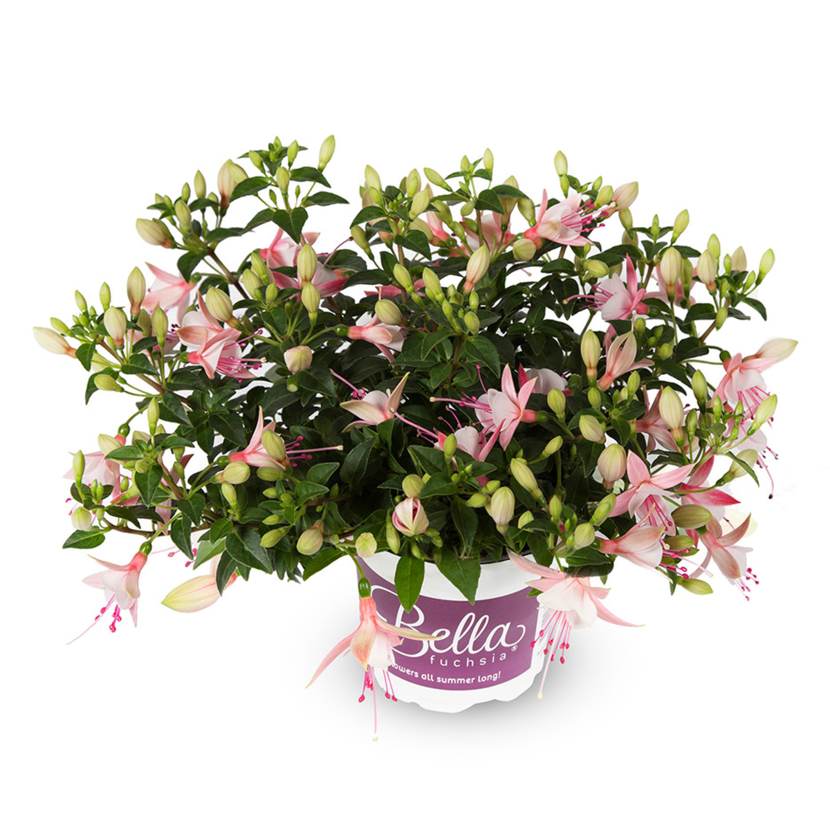 Bella Fuchsia® Sophia