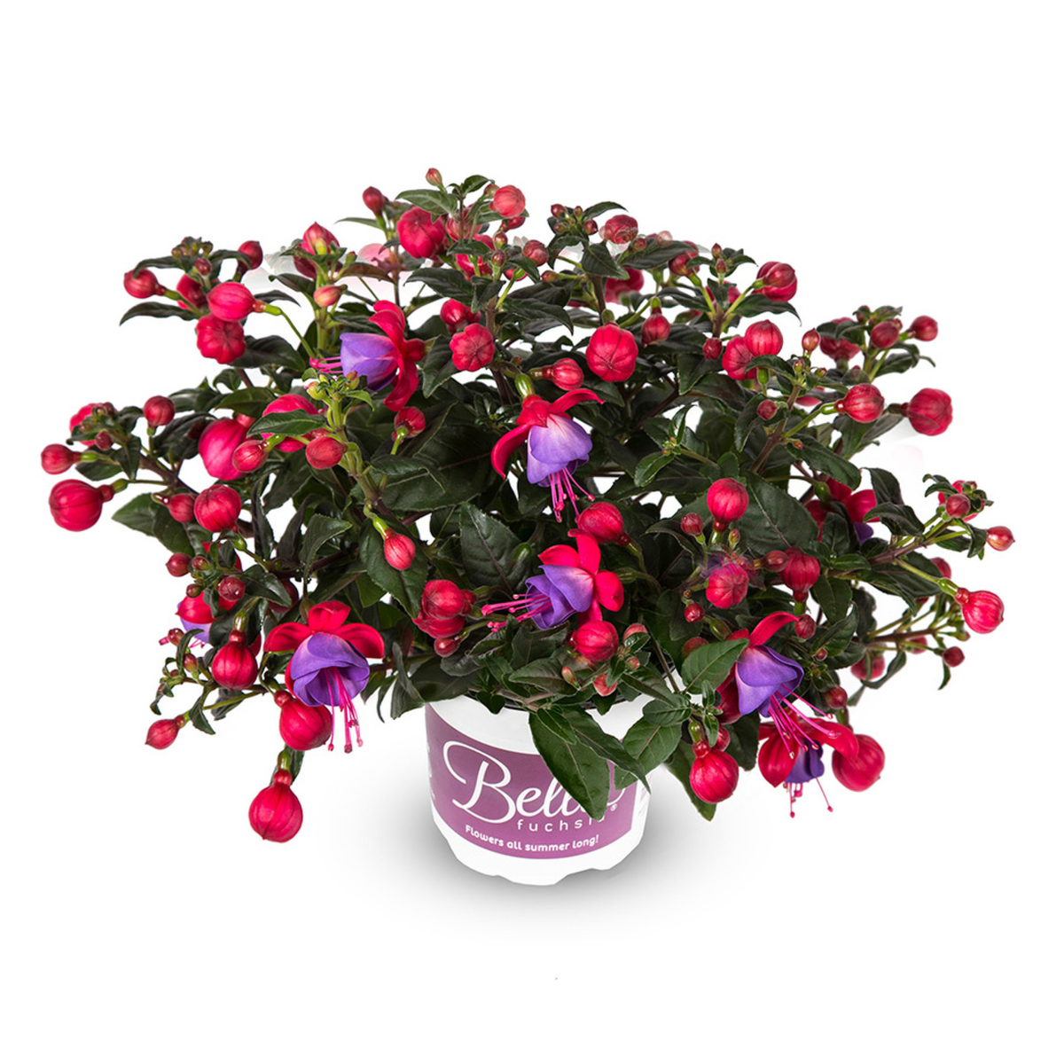 Bella Fuchsia® Susanna