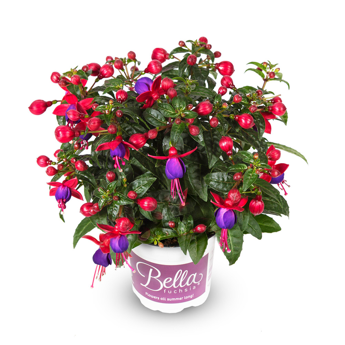 Bella Fuchsia® Vera