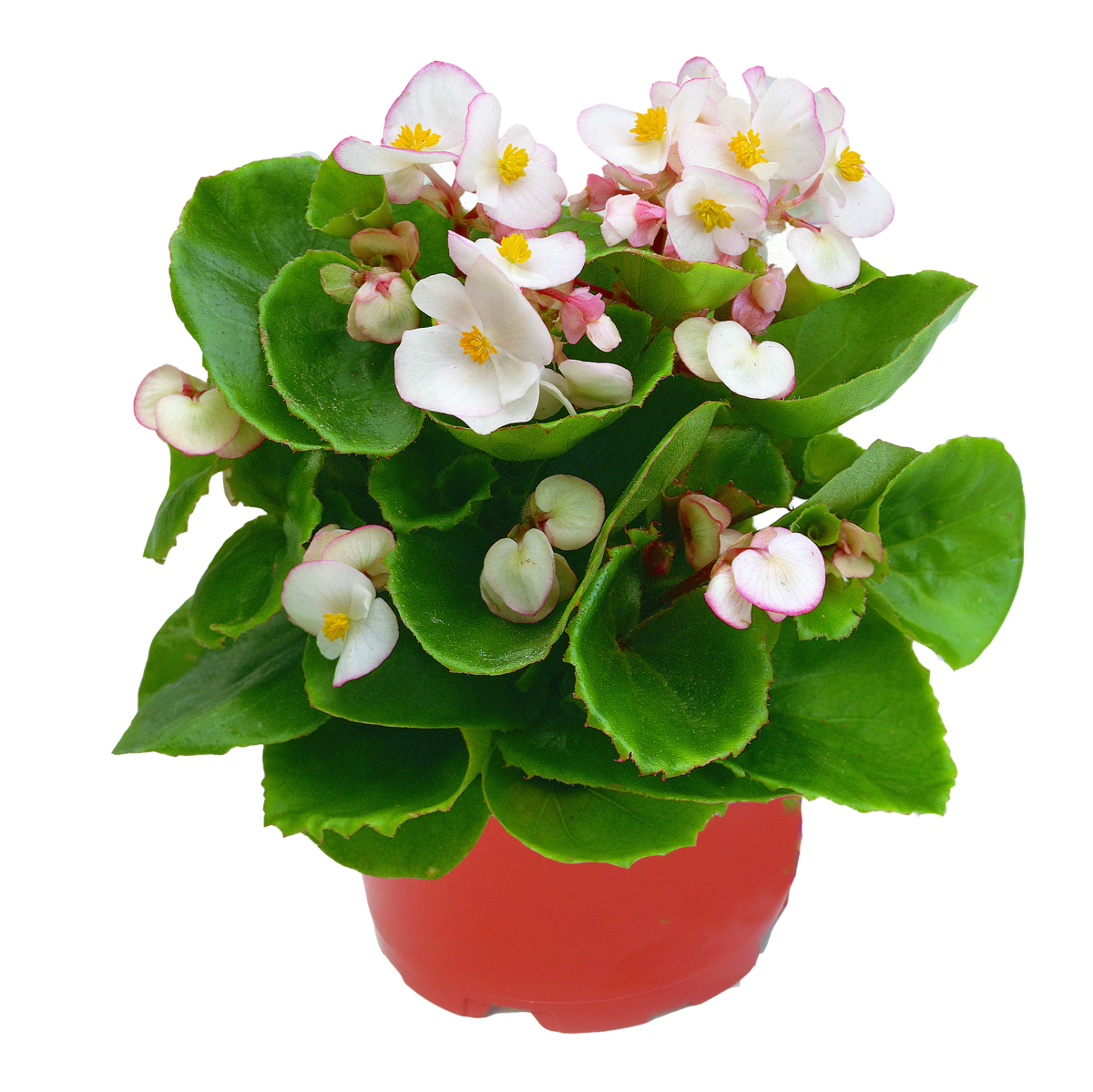 Ambassador Bicolor