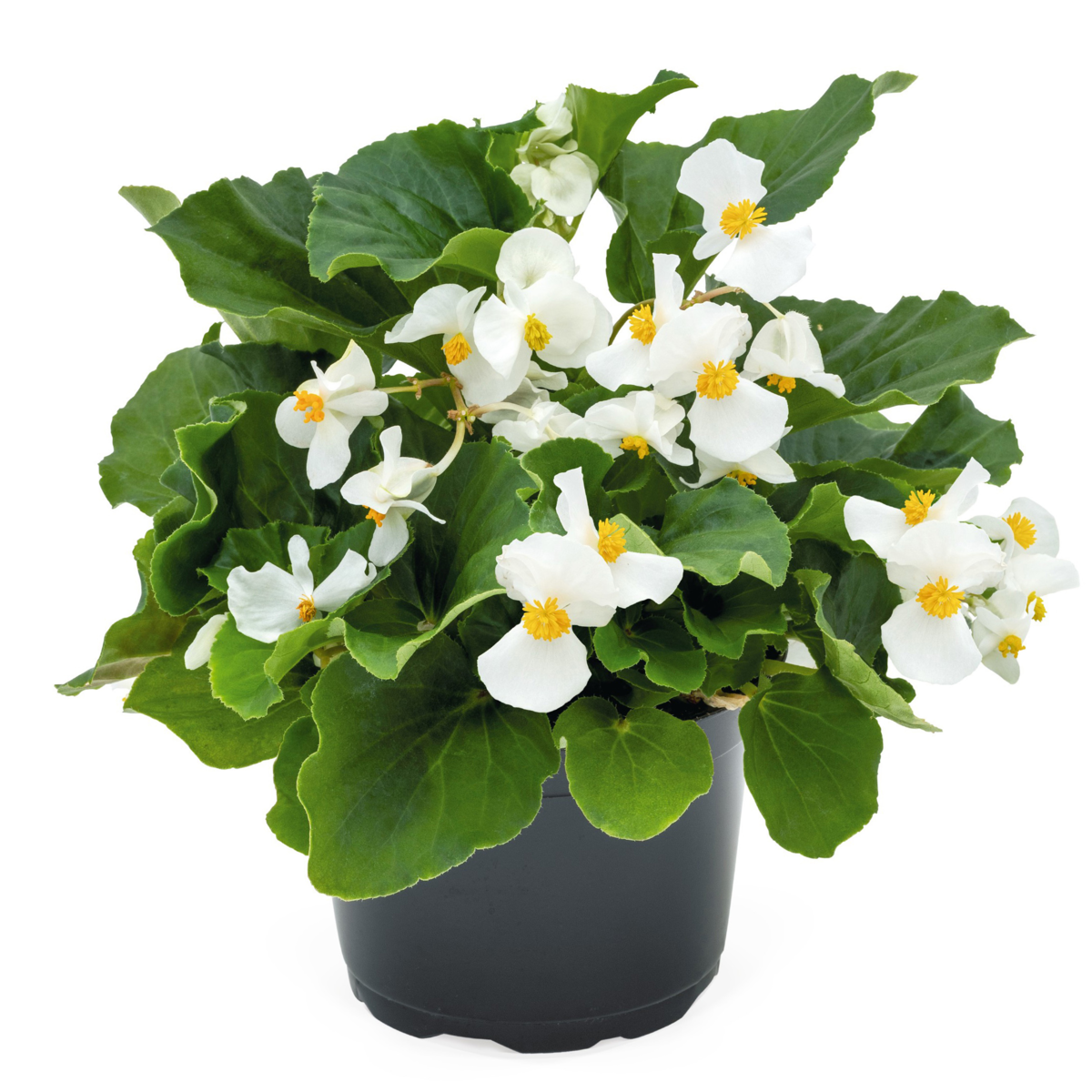 Big® DeluXXe White Green Leaf