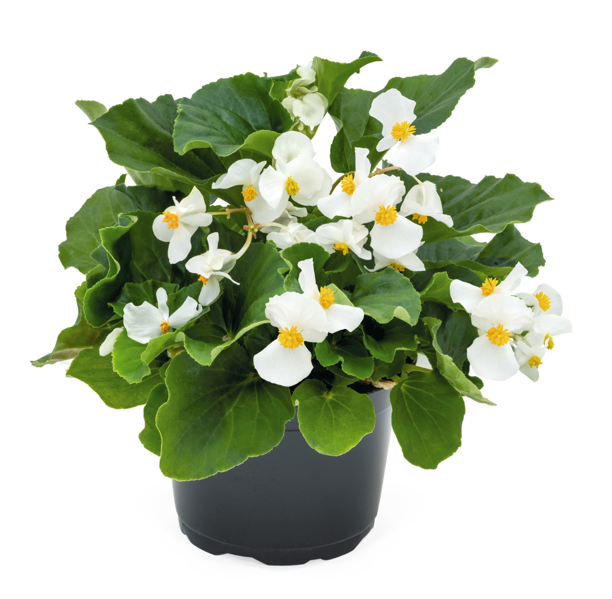 Big® White Green Leaf