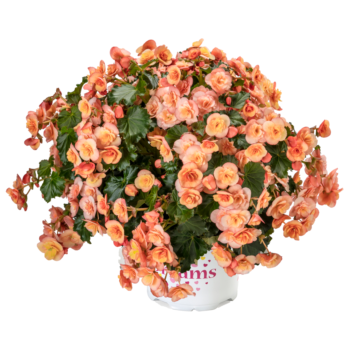 BK Collection Esmay Peach