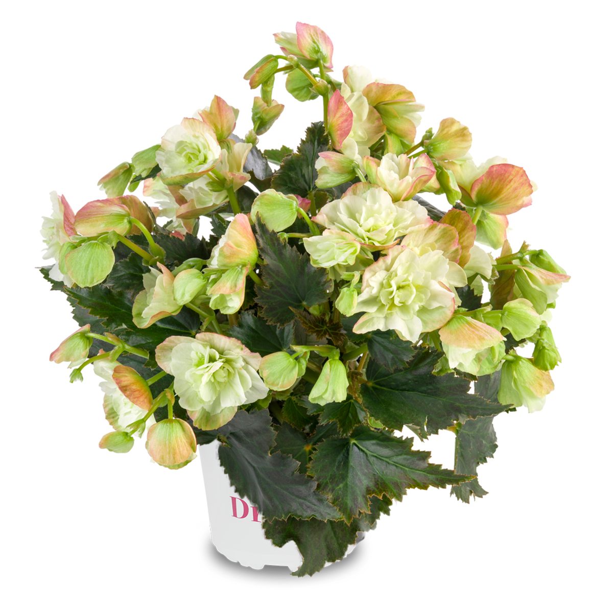 BK Collection Frivola Magic