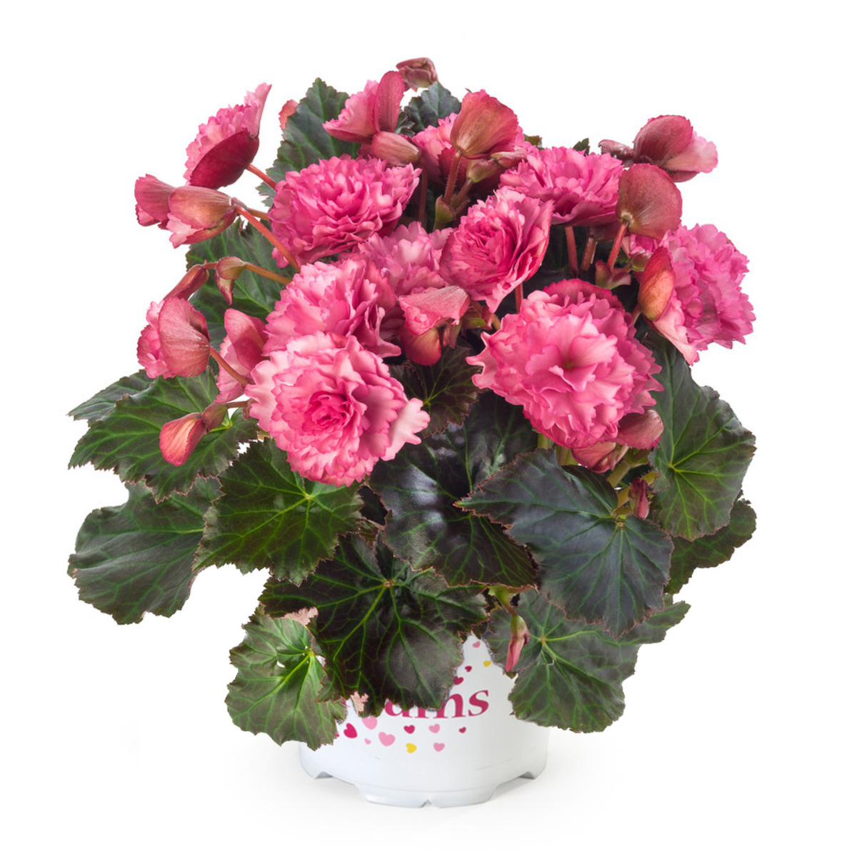 BK Collection Frivola Pink