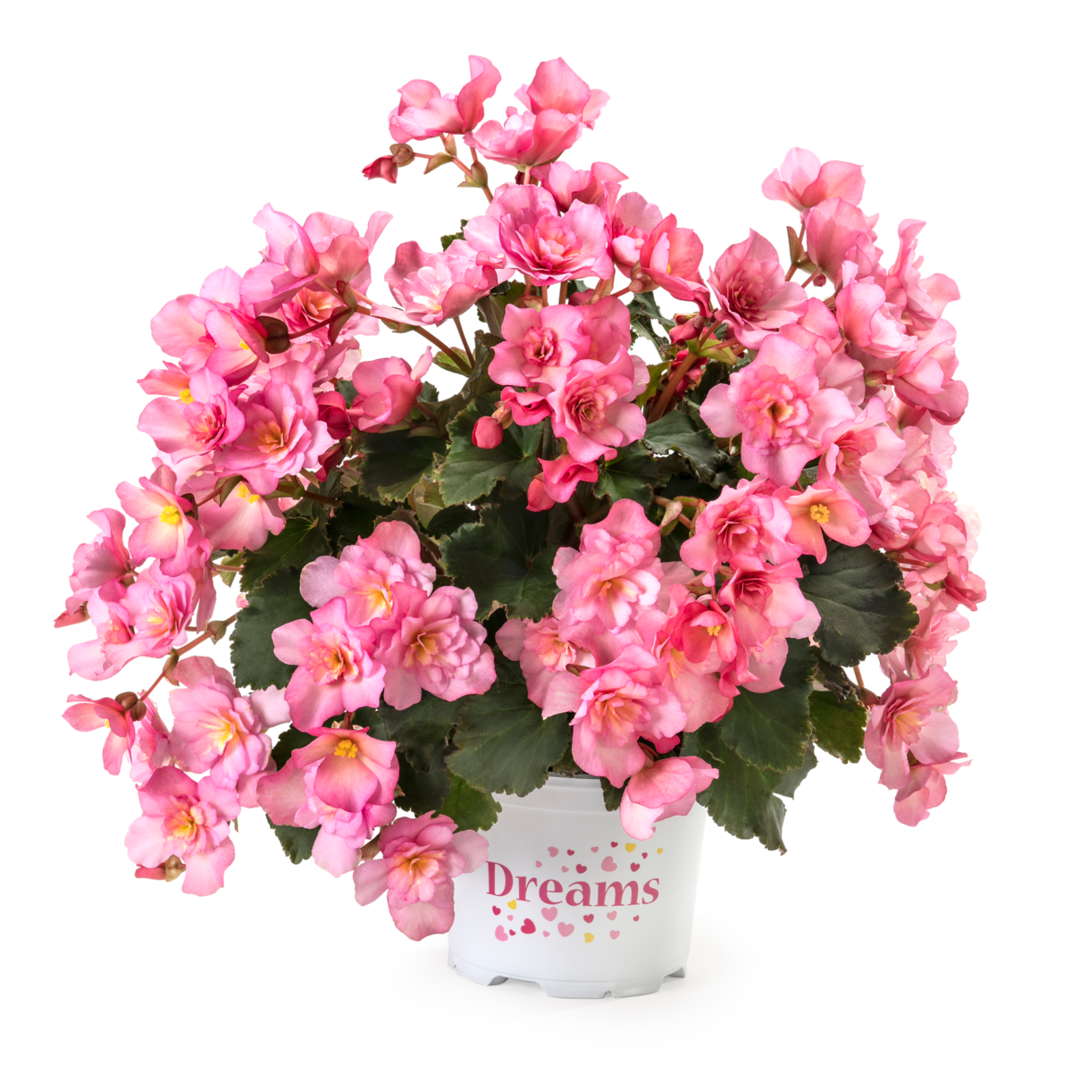 BK Collection Glory Pink