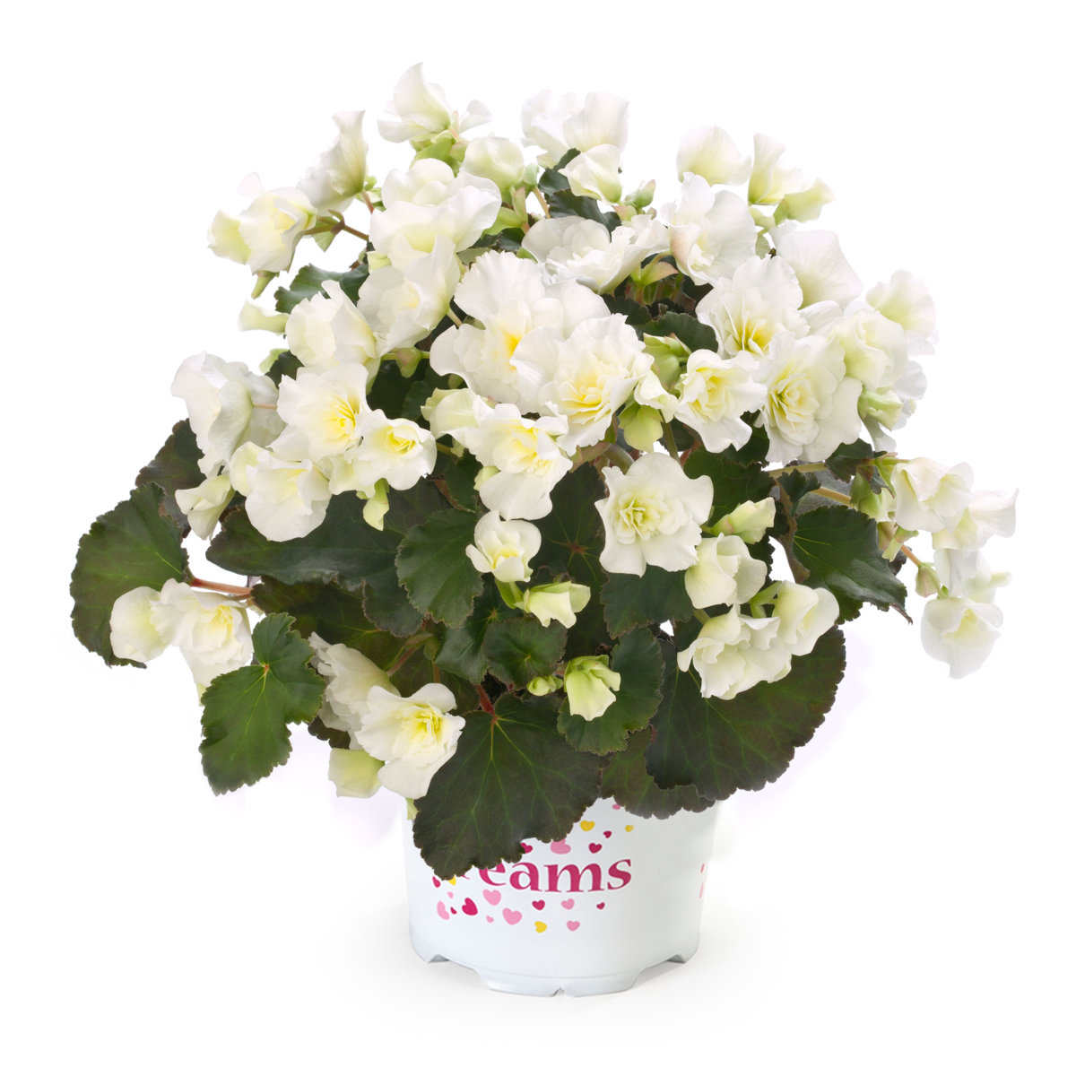 BK Collection Glory White