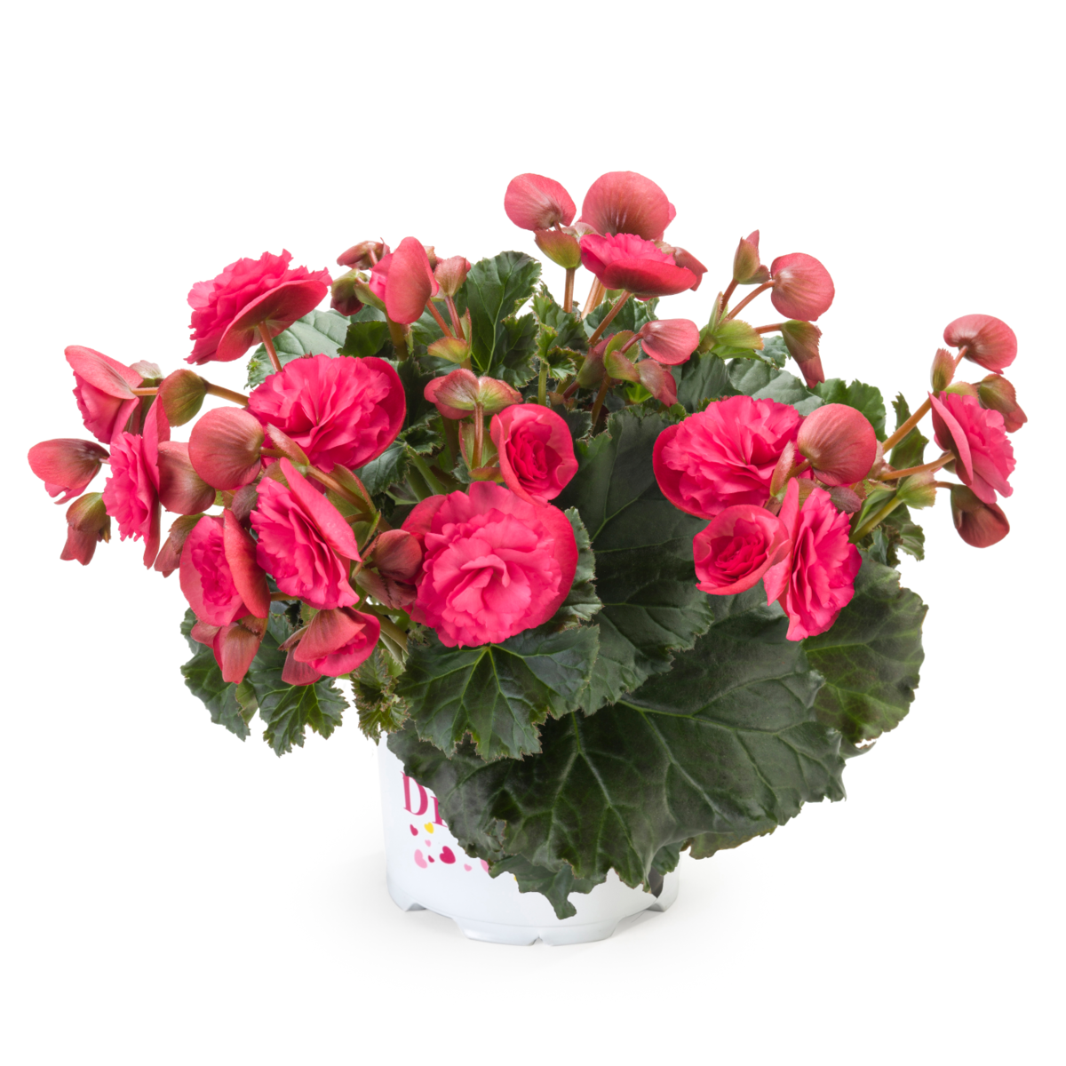 BK Collection Vermillion Hot Pink