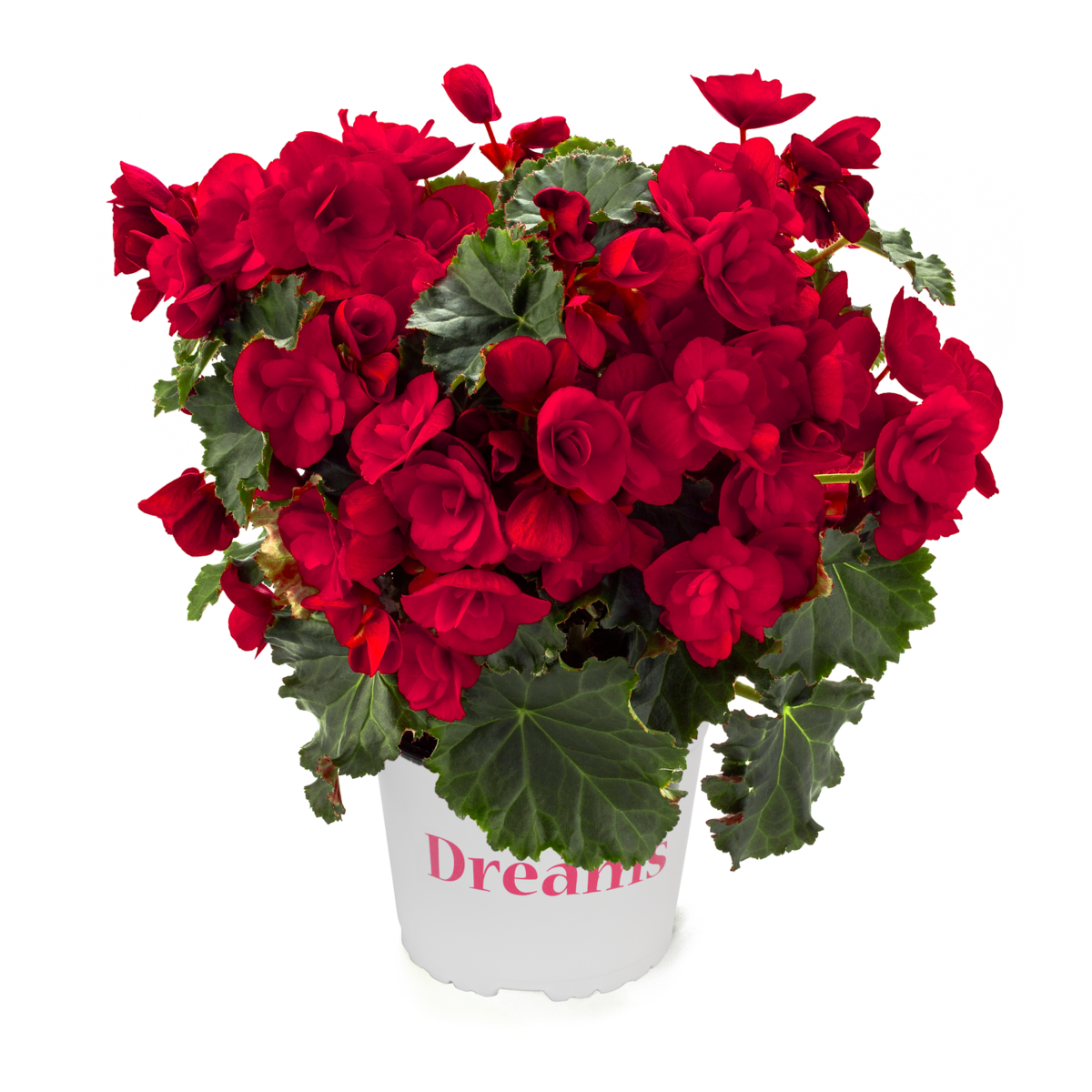BK Collection Vermillion Red