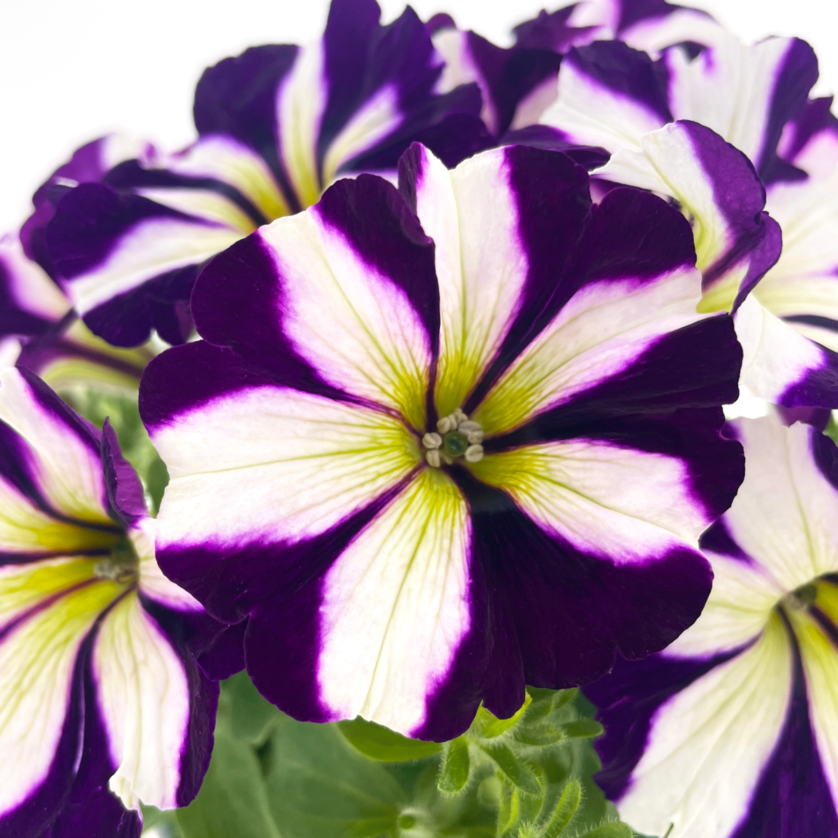 BK Upright PTUP 0083