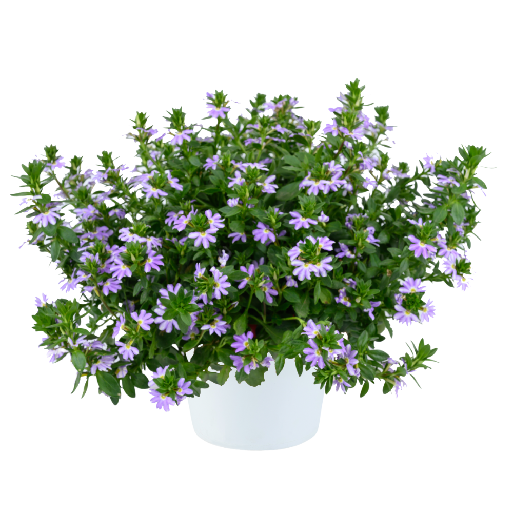 Blessing™ Bicolor Lavender