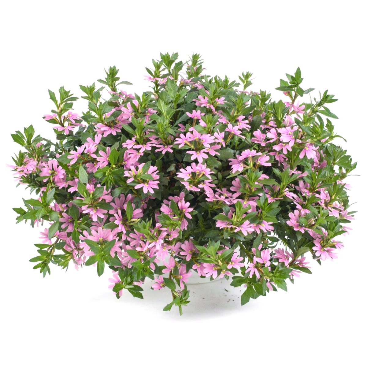 Blessing™ Pink