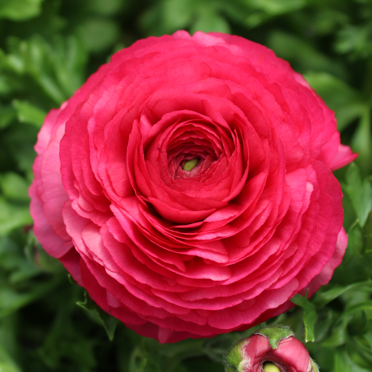 Bloomingdale II Rose Shades