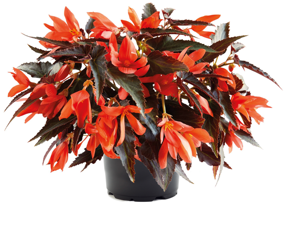 Bossa Nova™ Night Fever Papaya