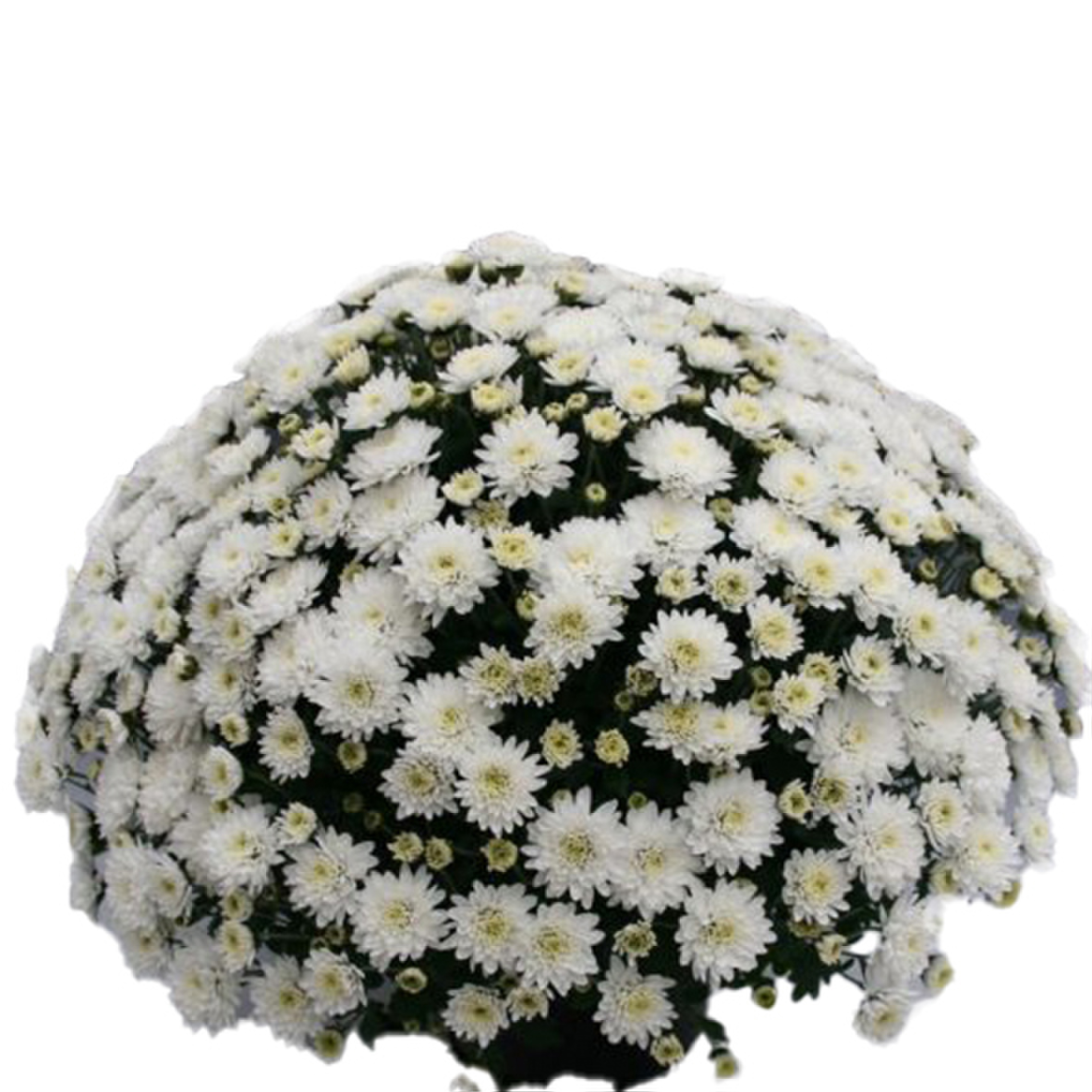 Branfountain White
