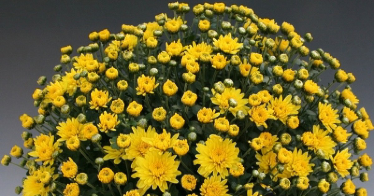Branfountain Yellow