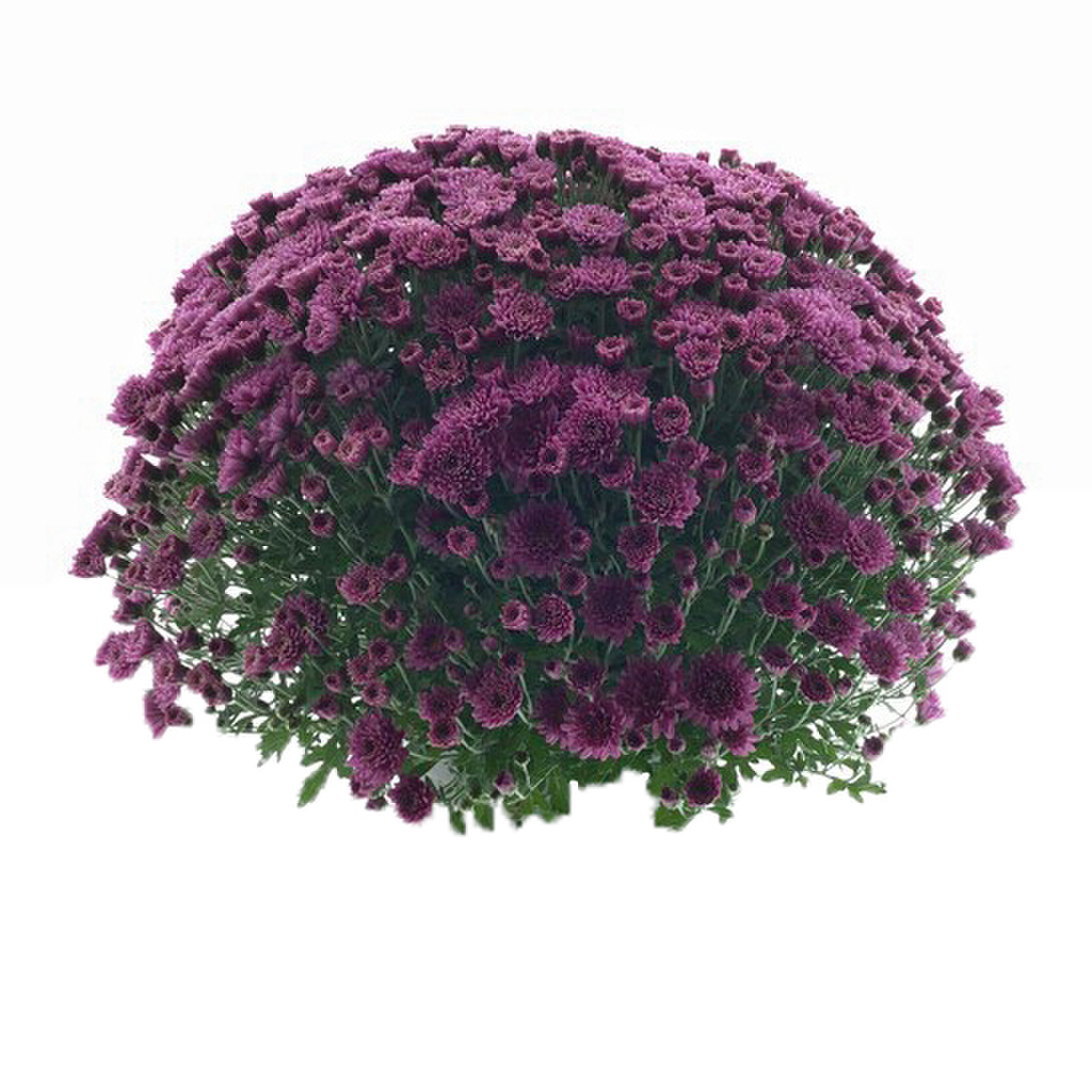 Branperfect Purple