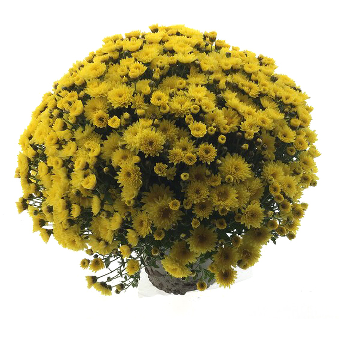 Branperfect Yellow